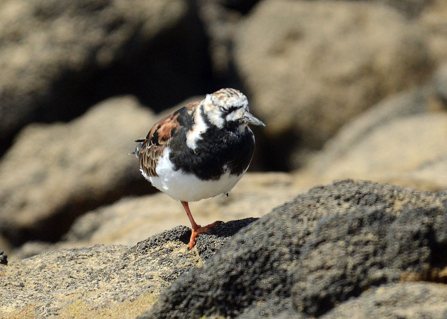 Voltapietre (Arenaria interpres)